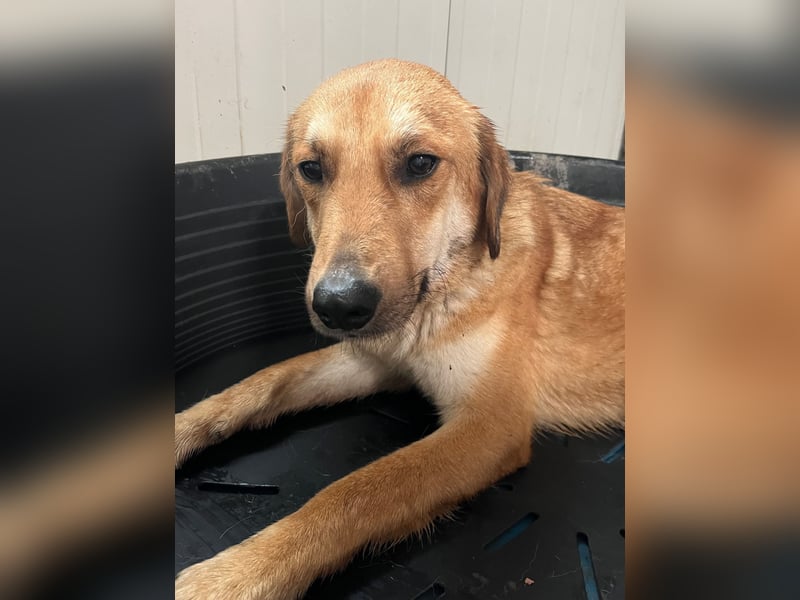 Duncan - verspielter Sonnenschein sucht sein Zuhause