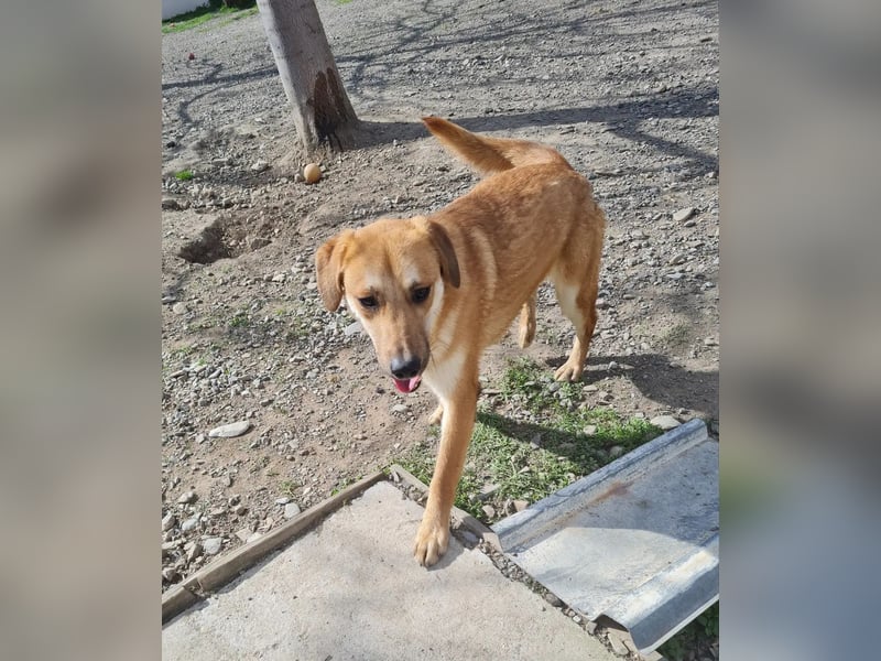 Duncan - verspielter Sonnenschein sucht sein Zuhause