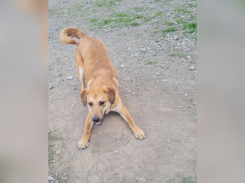 Duncan - verspielter Sonnenschein sucht sein Zuhause