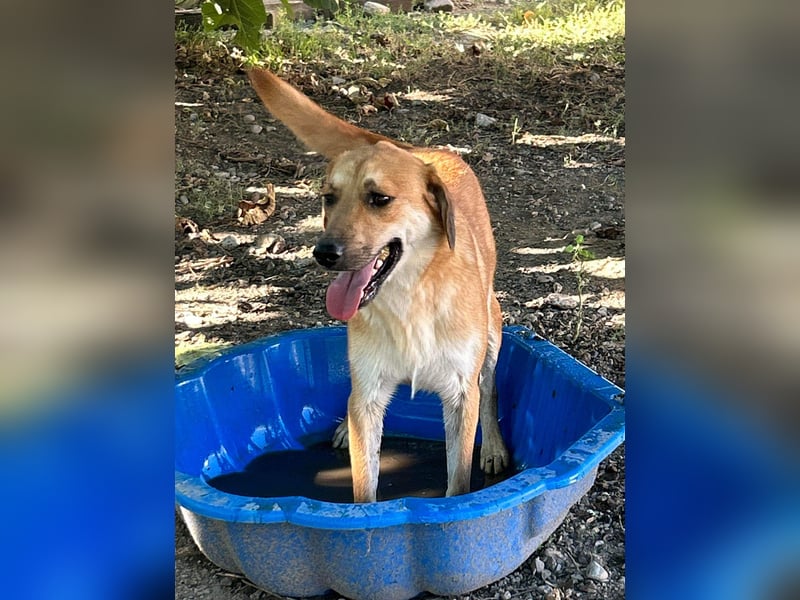 Duncan - verspielter Sonnenschein sucht sein Zuhause