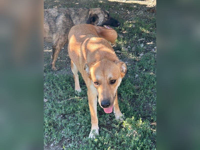 Duncan - verspielter Sonnenschein sucht sein Zuhause