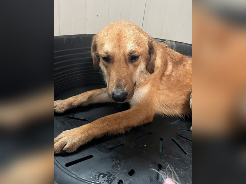 Duncan - verspielter Sonnenschein sucht sein Zuhause