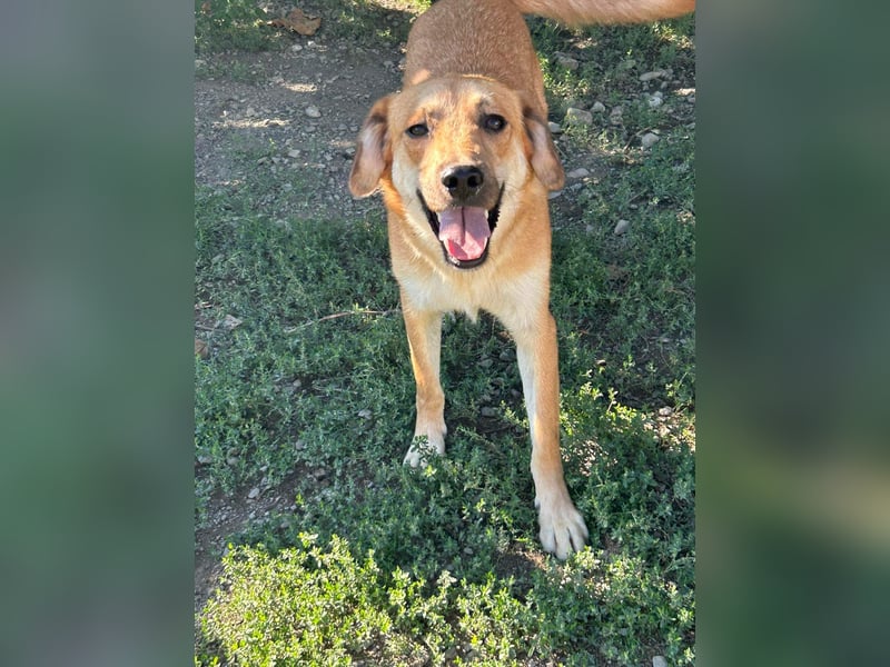 Duncan - verspielter Sonnenschein sucht sein Zuhause