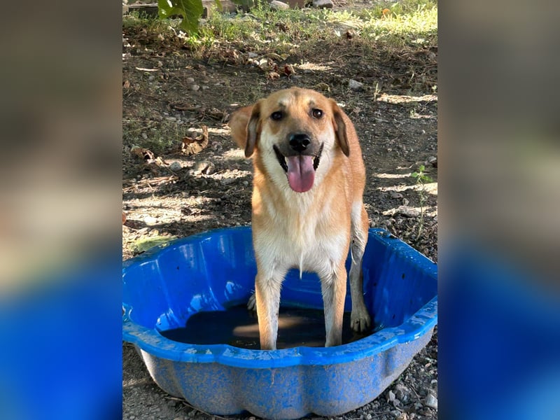 Duncan - verspielter Sonnenschein sucht sein Zuhause