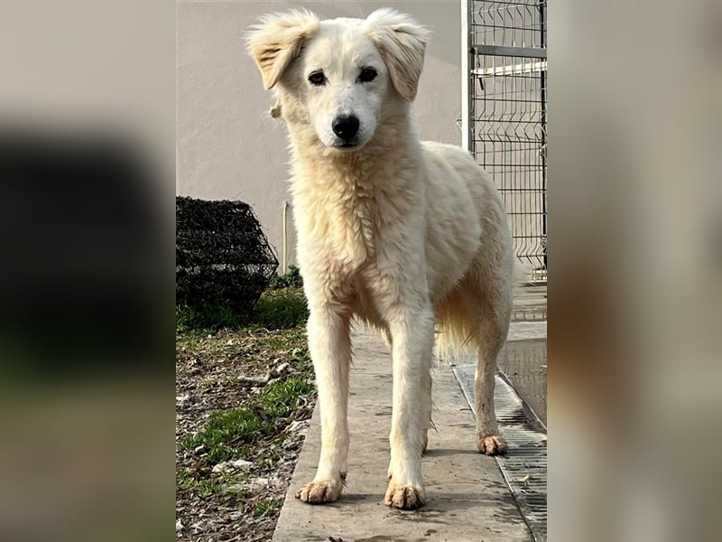 Welcher hundeerfahrene Mensch öffnet sein Herz für Lui?