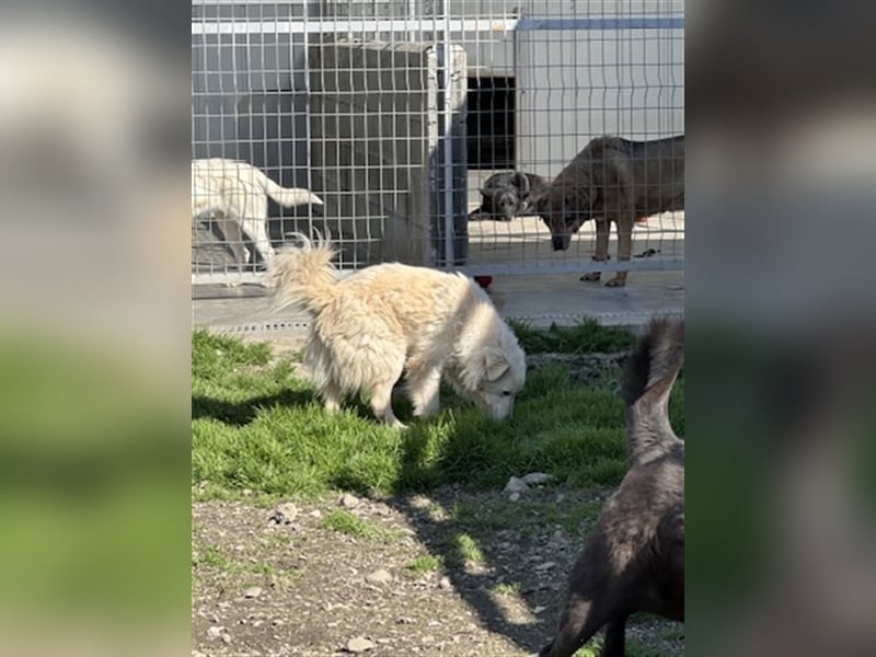 Welcher hundeerfahrene Mensch öffnet sein Herz für Lui?