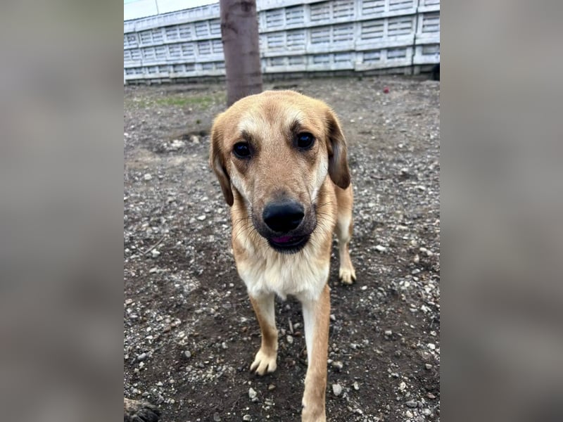 Duncan - verspielter Sonnenschein sucht sein Zuhause