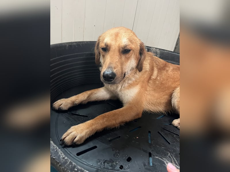 Duncan - verspielter Sonnenschein sucht sein Zuhause
