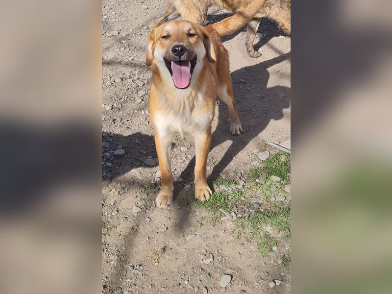 Duncan - verspielter Sonnenschein sucht sein Zuhause