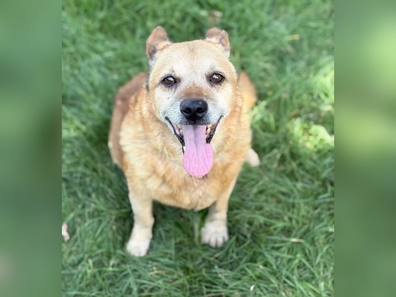 BOGAR - Ein herzensguter Hundesenior sucht seinen letzten Platz zum Ankommen