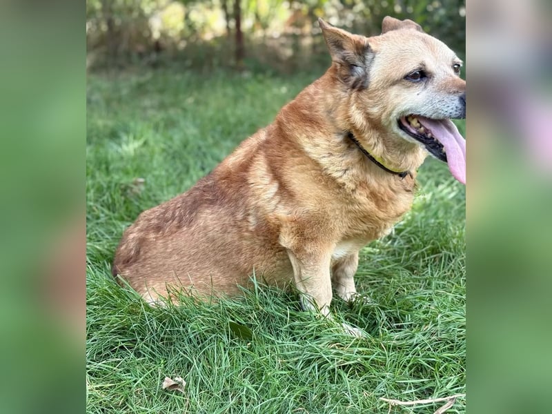 BOGAR - Ein herzensguter Hundesenior sucht seinen letzten Platz zum Ankommen