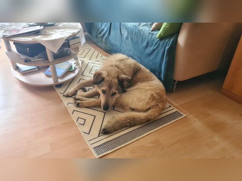 Plüschmann sucht ein neues Zuhause