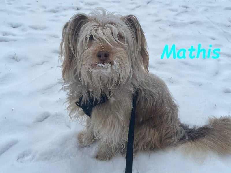 Mathis geb. 08/2022 (in Deutschland) - fröhlicher, anhänglicher und aktiver Rüde!