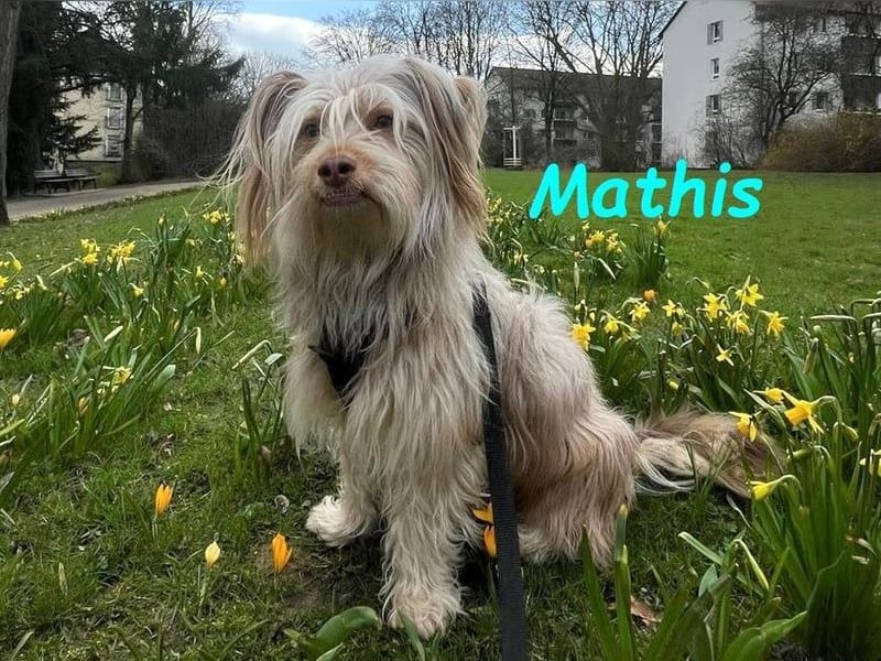 Mathis geb. 08/2022 (in Deutschland) - fröhlicher, anhänglicher und aktiver Rüde!