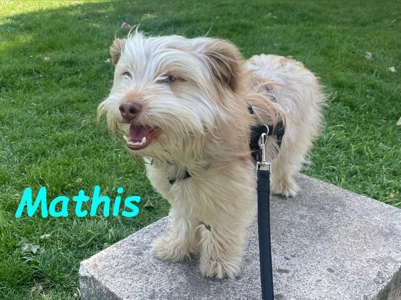 Mathis geb. 08/2022 (in Deutschland) - fröhlicher, anhänglicher und aktiver Rüde!