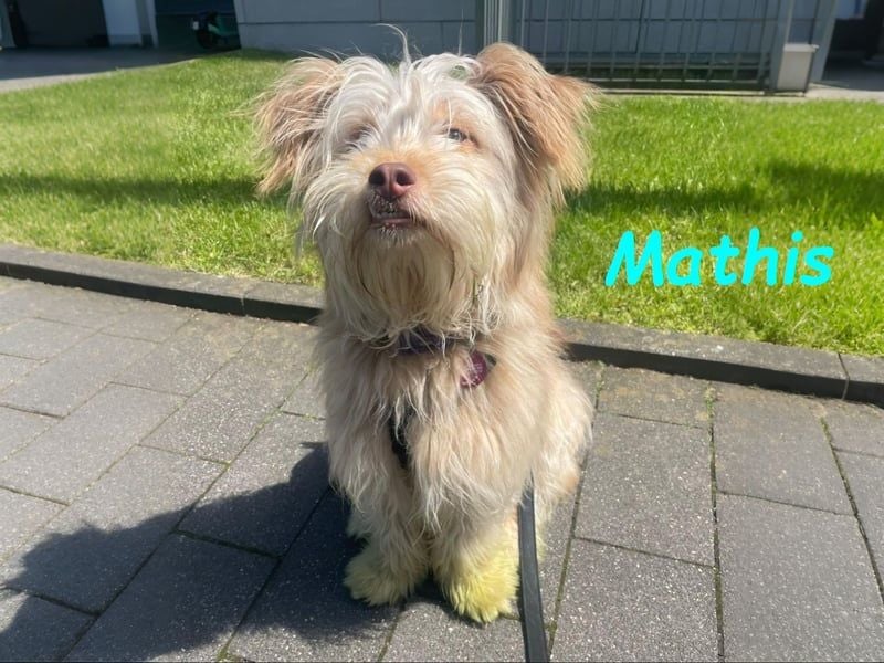Mathis geb. 08/2022 (in Deutschland) - fröhlicher, anhänglicher und aktiver Rüde!