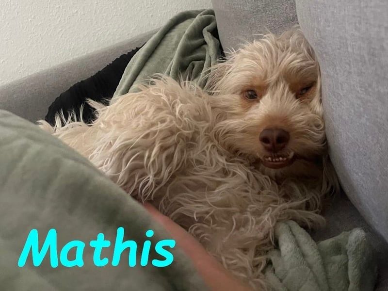 Mathis geb. 08/2022 (in Deutschland) - fröhlicher, anhänglicher und aktiver Rüde!