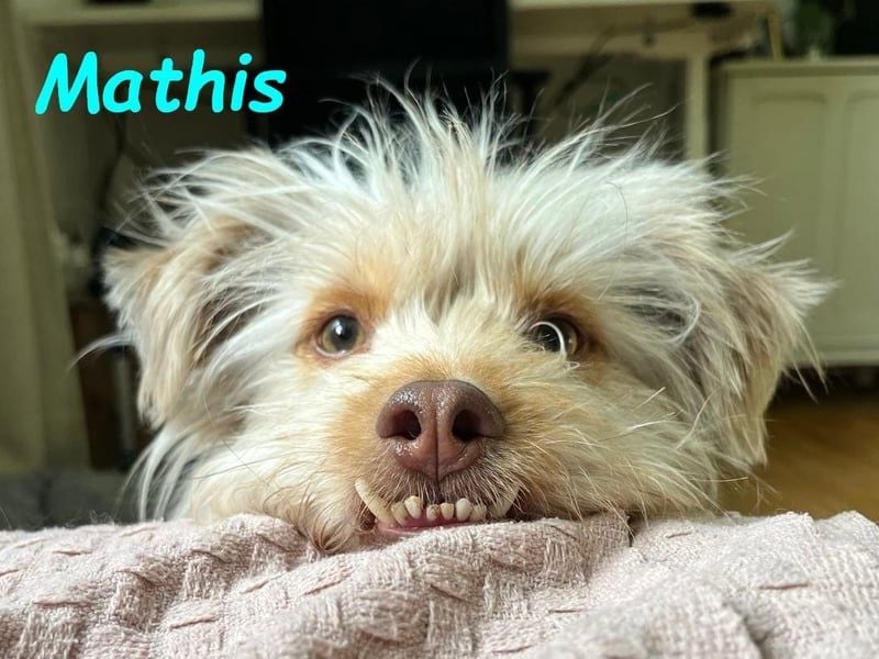 Mathis geb. 08/2022 (in Deutschland) - fröhlicher, anhänglicher und aktiver Rüde!