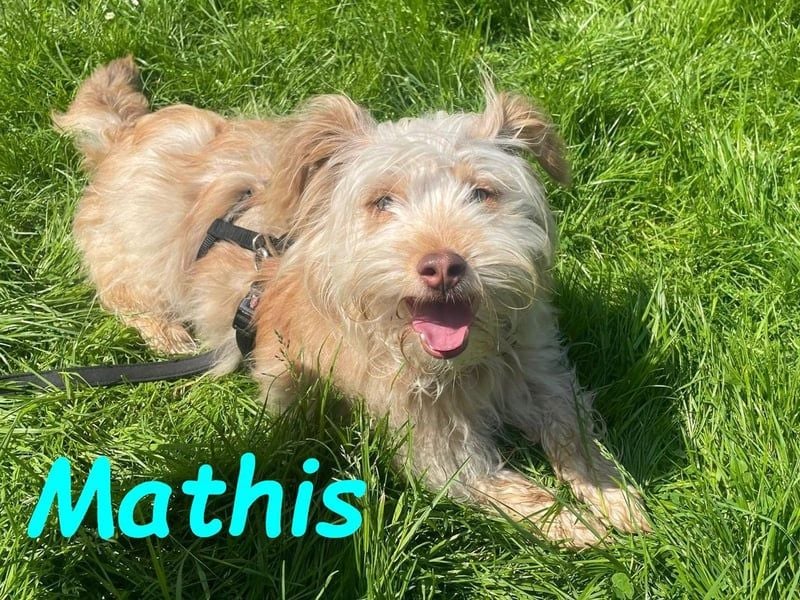 Mathis geb. 08/2022 (in Deutschland) - fröhlicher, anhänglicher und aktiver Rüde!