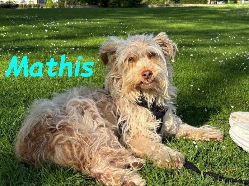 Mathis geb. 08/2022 (in Deutschland) - fröhlicher, anhänglicher und aktiver Rüde!