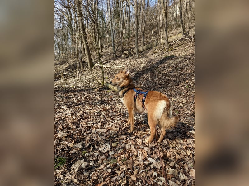 Junghund JAGO sucht ruhiges Zuhause mit liebevollen Menschen