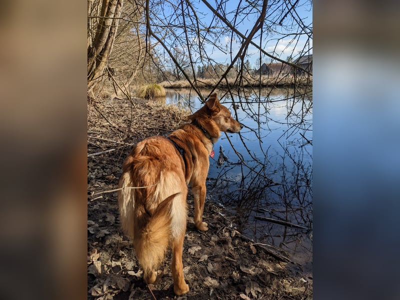 Junghund JAGO sucht ruhiges Zuhause mit liebevollen Menschen