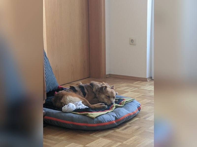 Junghund JAGO sucht ruhiges Zuhause mit liebevollen Menschen