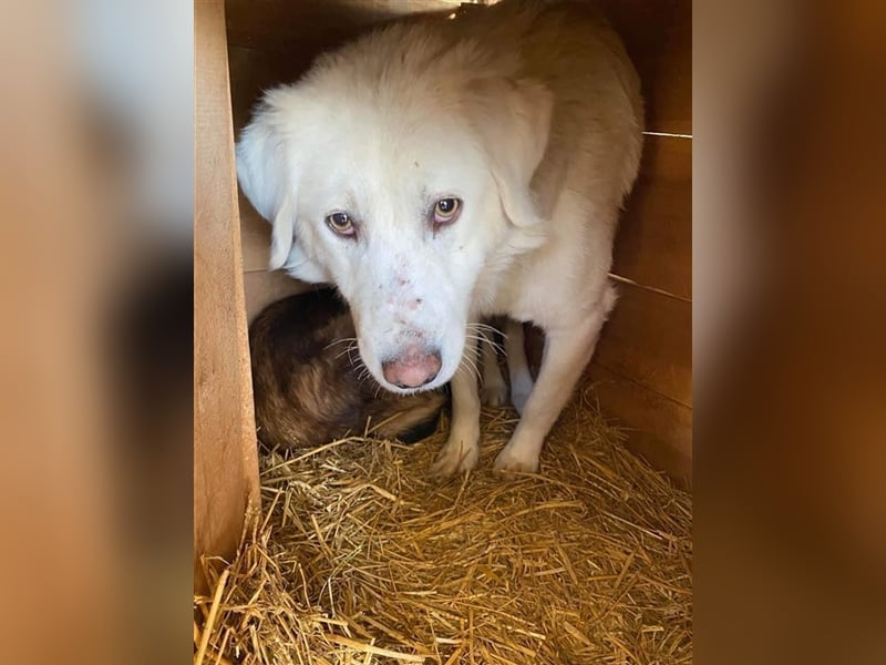 Eisbär Enzo sucht ein Zuhause  