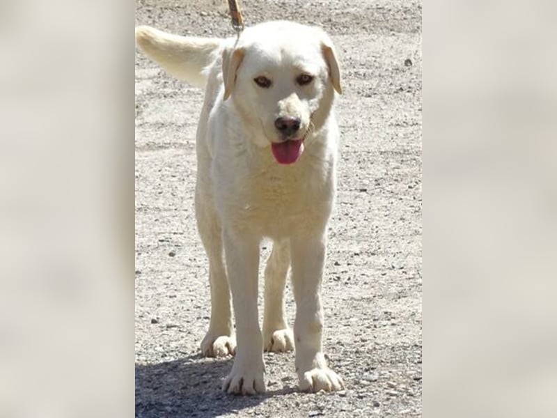 Jeff, Labrador Mischling
