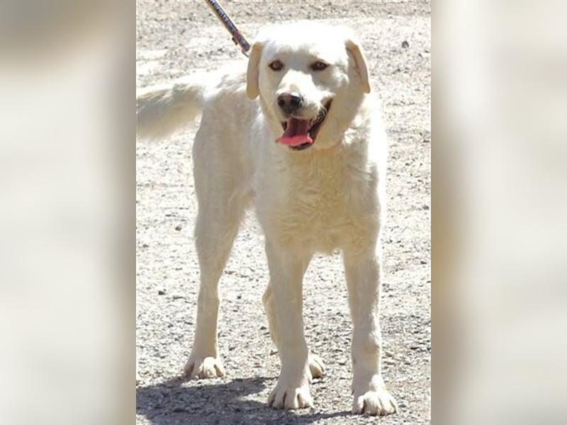 Jeff, Labrador Mischling