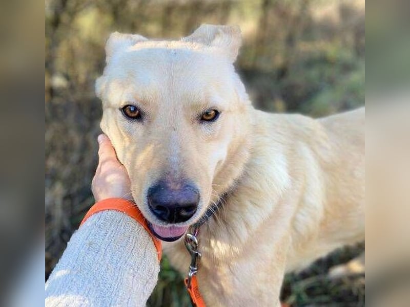 Marley, Mischling