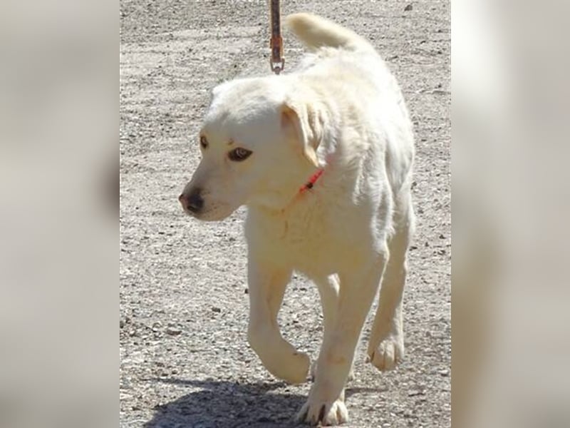Jeff, Labrador Mischling