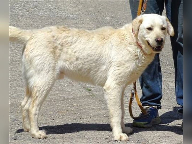 Jeff, Labrador Mischling