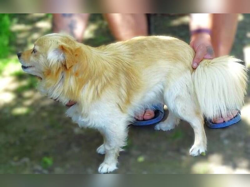 Pufi 2, Zwergspaniel Mischling