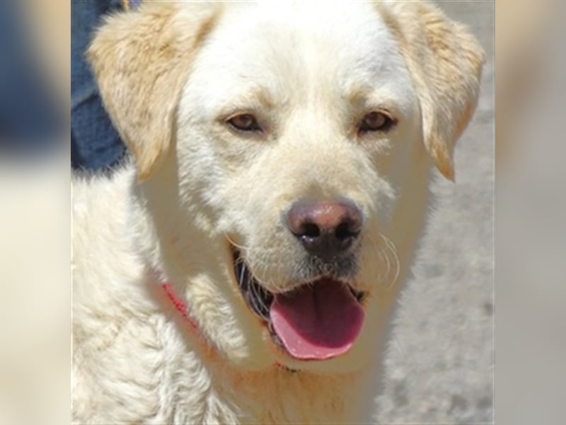 Jeff, Labrador Mischling