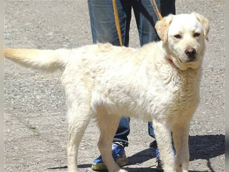 Jeff, Labrador Mischling