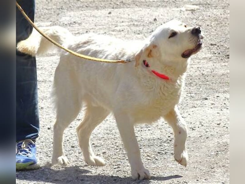Jeff, Labrador Mischling