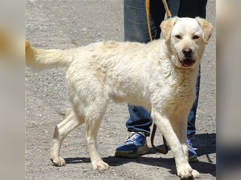 Jeff, Labrador Mischling