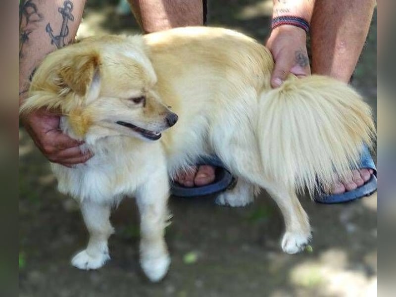 Pufi 2, Zwergspaniel Mischling