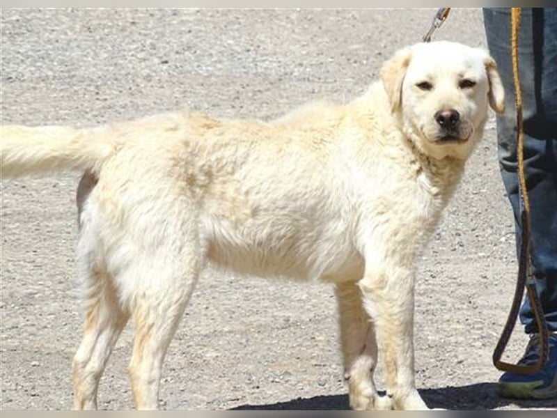 Jeff, Labrador Mischling