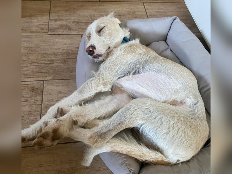 Pippo sucht sein Für-Immer-Körbchen