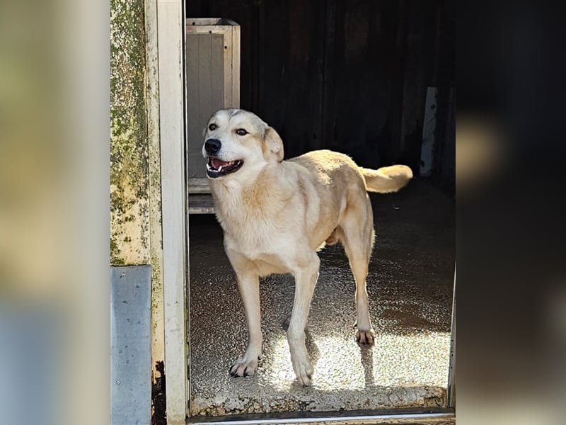 Marco sucht einfühlsames Zuhause