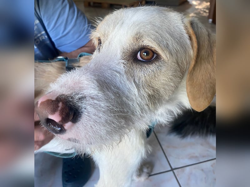 Pippo sucht sein Für-Immer-Körbchen