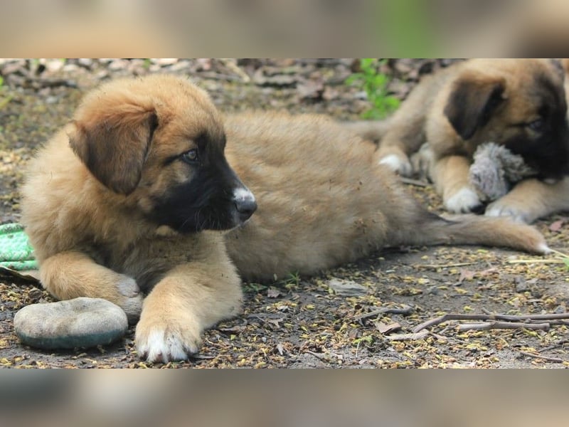 Kleiner Tyrion sucht großes Herz