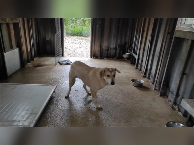Marco sucht einfühlsames Zuhause