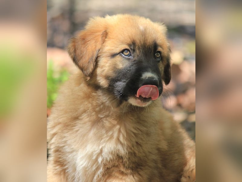Kleiner Tyrion sucht großes Herz