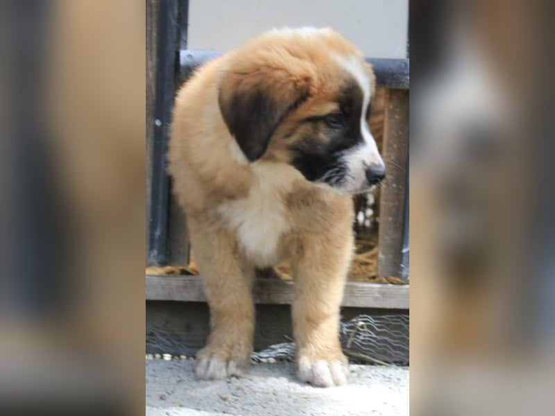 Kleiner Titan sucht sein Zuhause