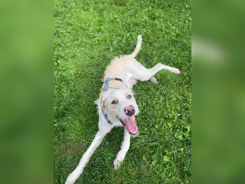 Pippo sucht sein Für-Immer-Körbchen