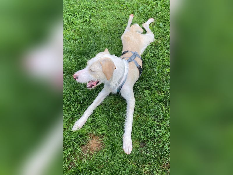 Pippo sucht sein Für-Immer-Körbchen