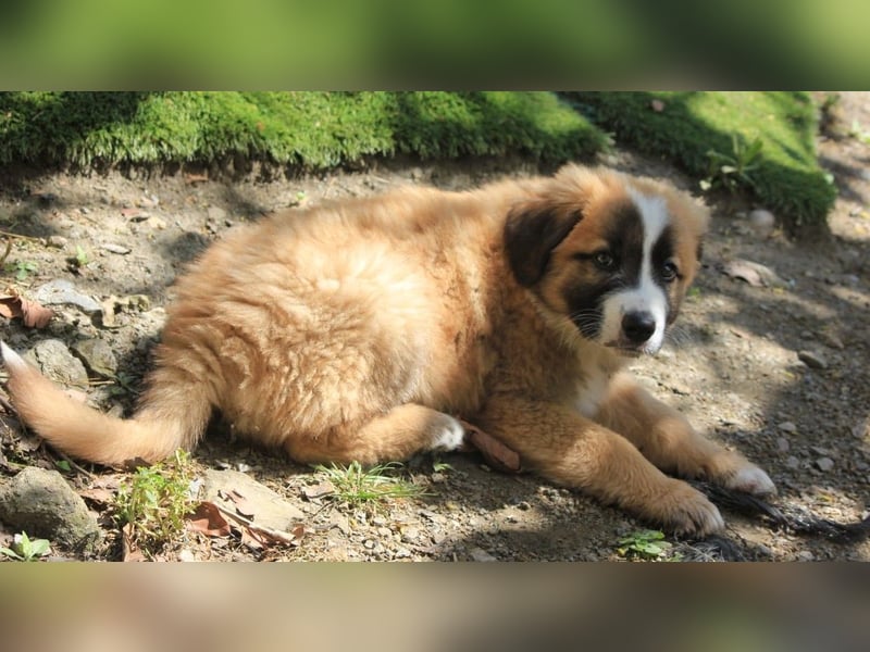 Kleiner Titan sucht sein Zuhause